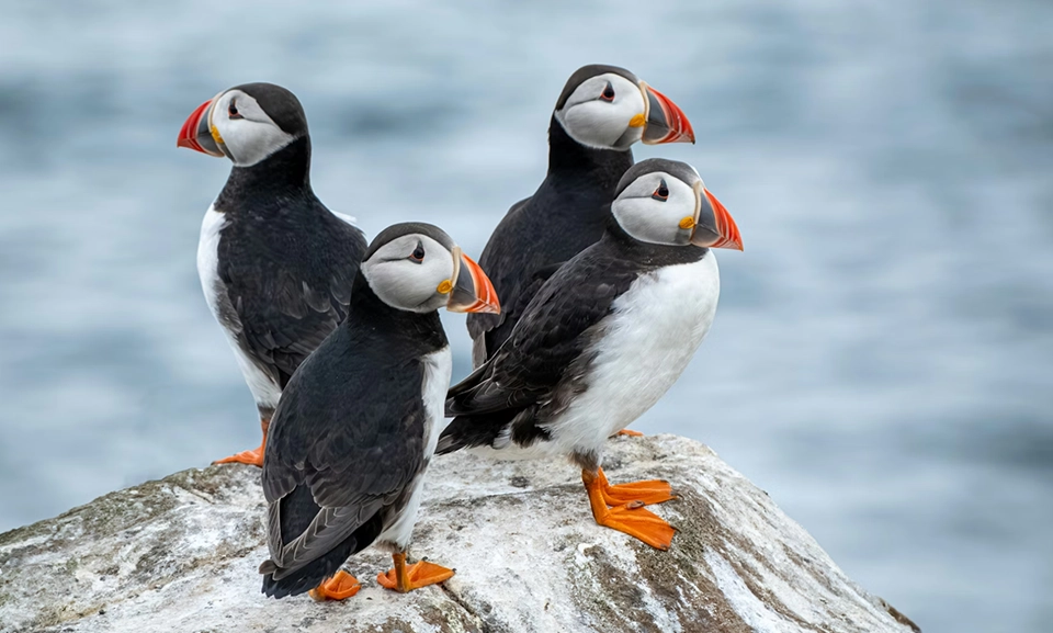 Four black and white birds on a white rock.