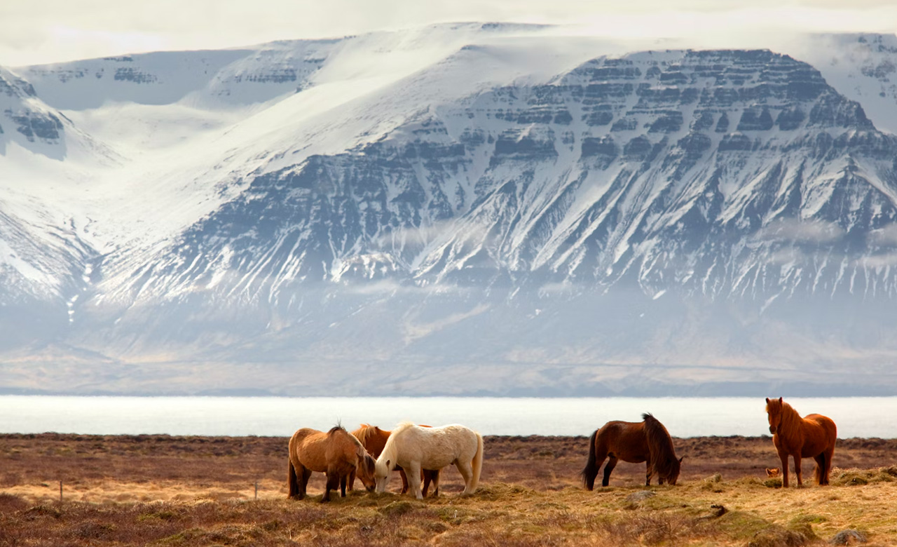 Iceland landscape photo showing mountains on the beach