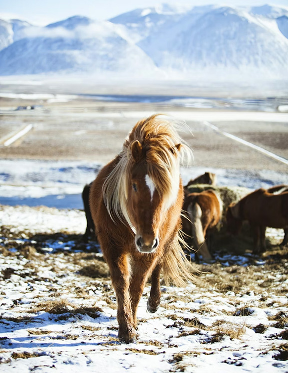 Iceland landscape photo showing mountains on the beach